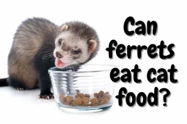 Can ferrets eat cat food