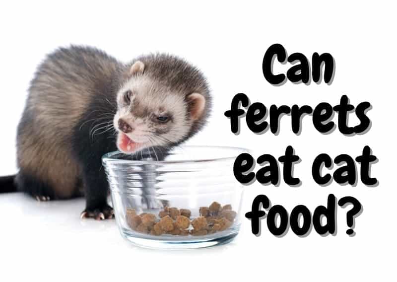 Can ferrets eat cat food