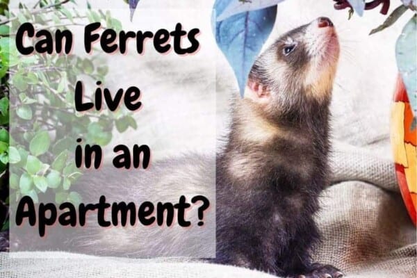 Can ferrets live in an apartment