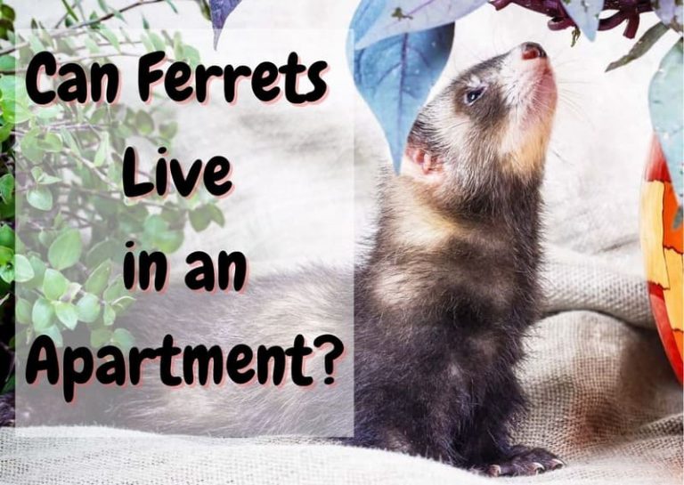 Can Ferrets Live in an Apartment? The Pet Savvy