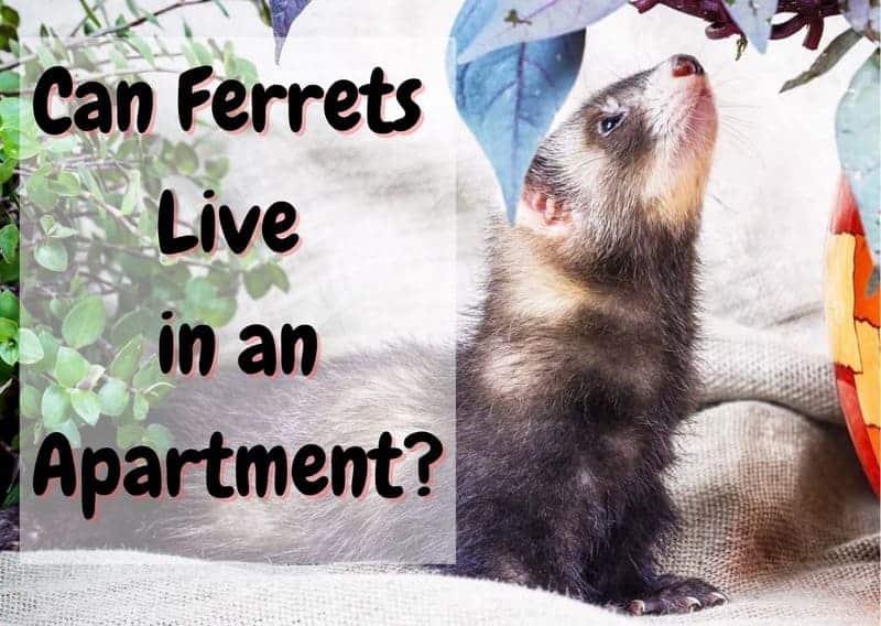 Can ferrets live in an apartment