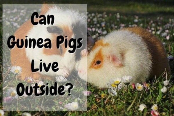 Can guinea pigs live outside