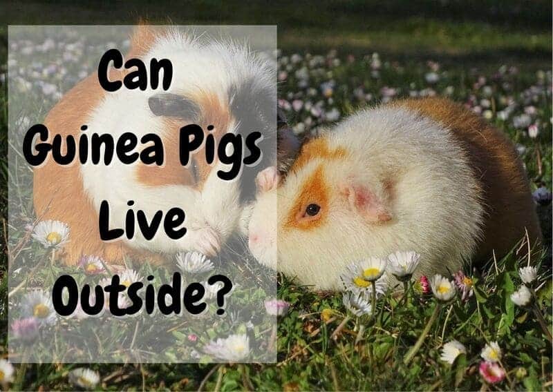 Can guinea pigs live outside