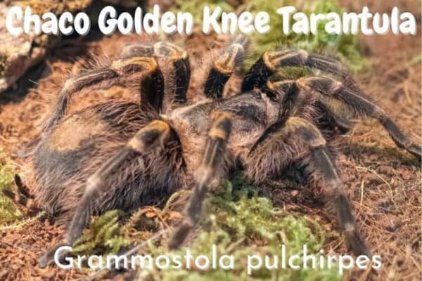 Chaco golden knee tarantula grammastola pulchipres