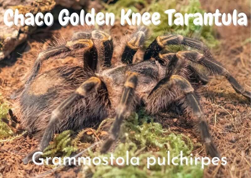 Chaco golden knee tarantula grammastola pulchipres