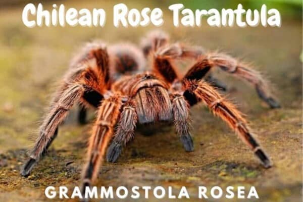 Chilean Rose Tarantula grammastola rosea