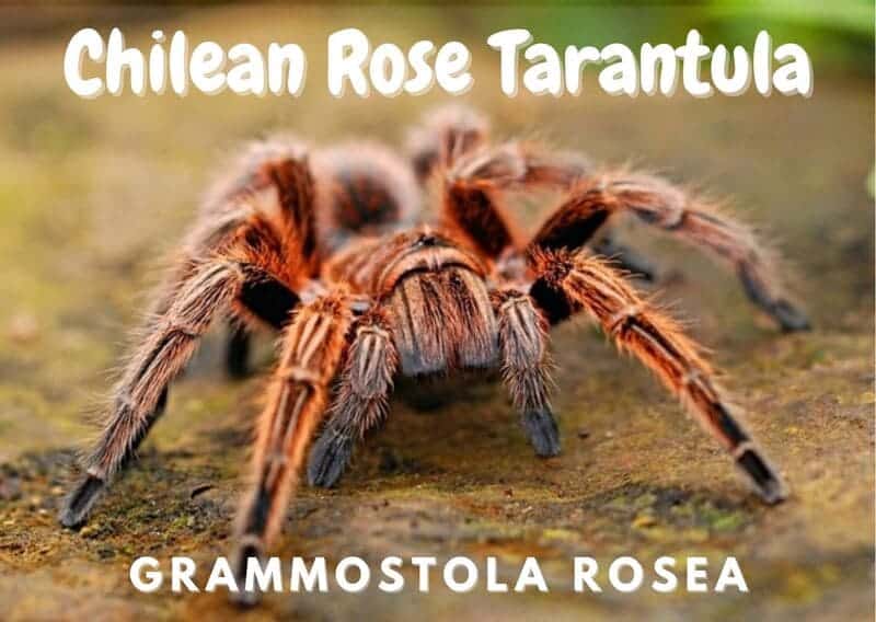 Chilean Rose Tarantula grammastola rosea