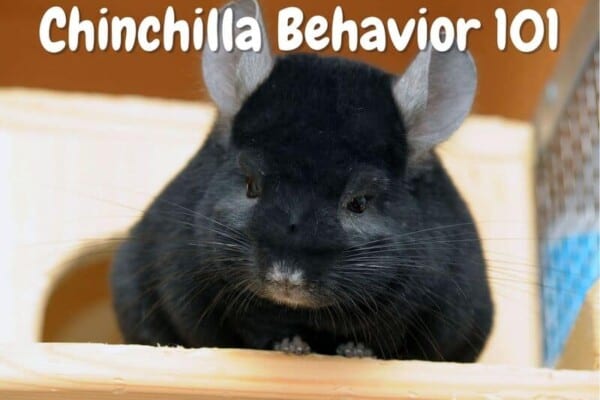 Chinchilla Behavior