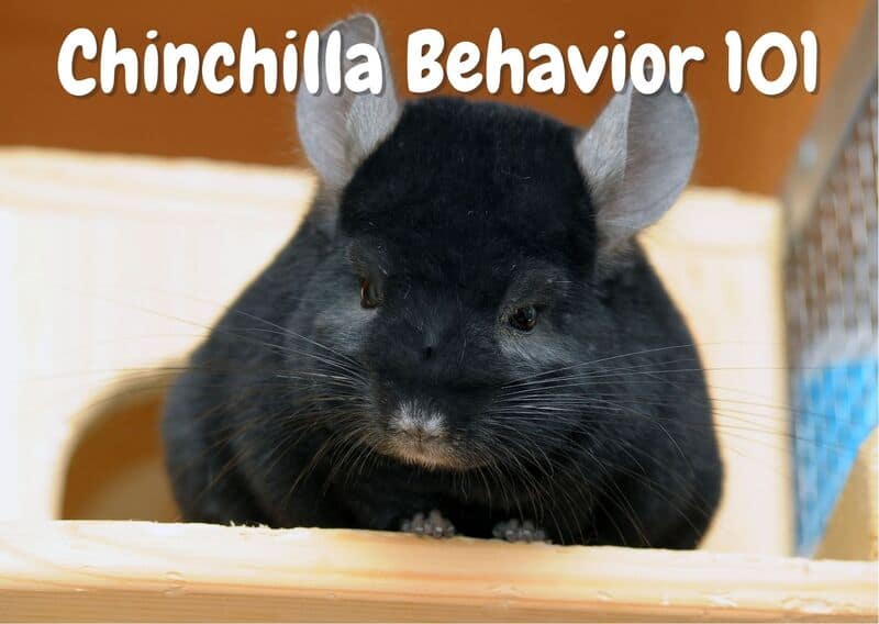 Chinchilla Behavior