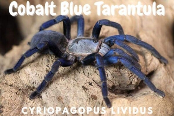 Cobalt Blue Tarantula cyriopagopus lividus