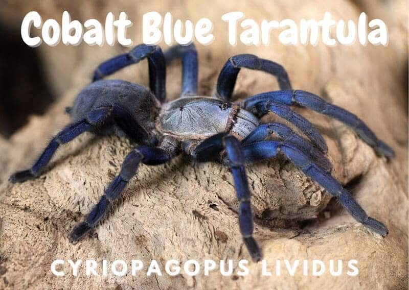 Cobalt Blue Tarantula cyriopagopus lividus