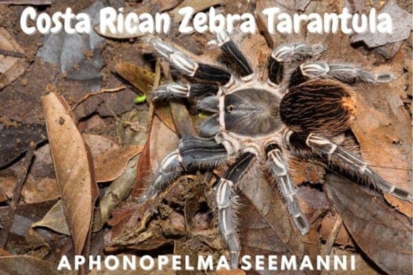 Costa Rican Zebra Tarantula aphonopelma seemanni