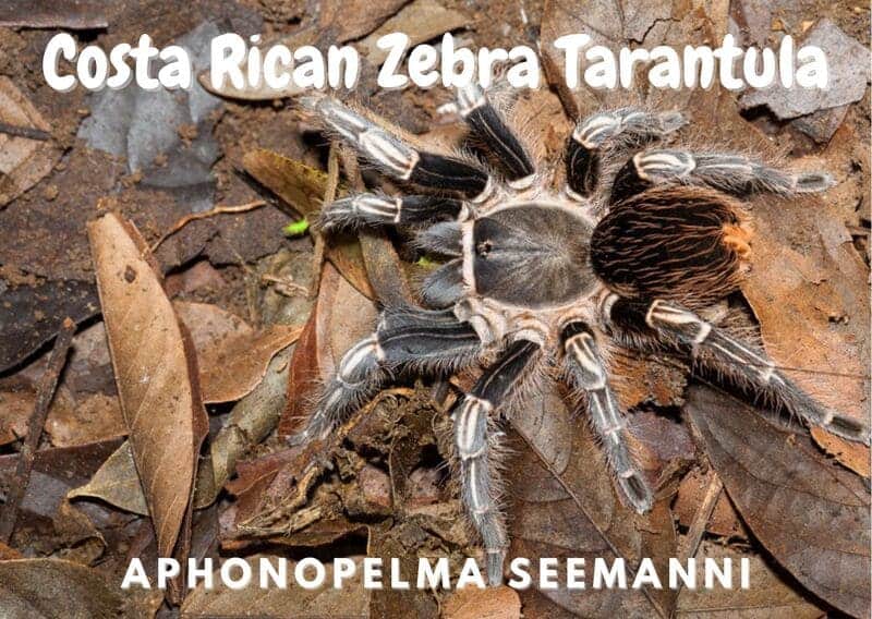 Costa Rican Zebra Tarantula aphonopelma seemanni