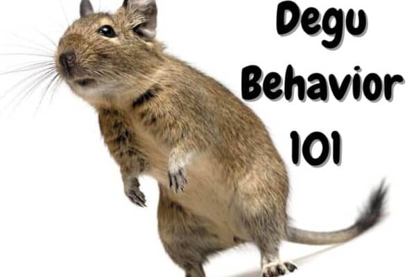 Degu Behavior