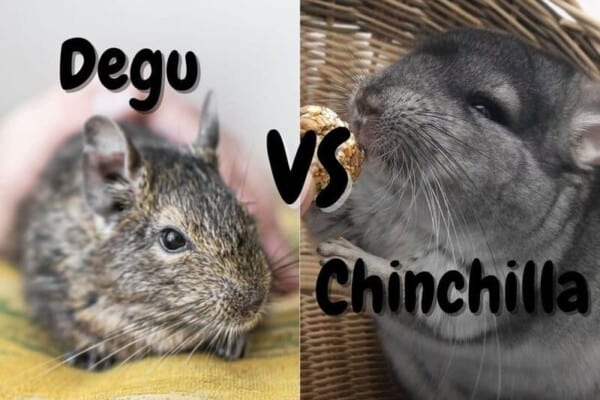 chinchilla vs degu