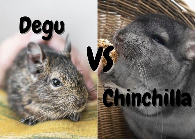 chinchilla vs degu