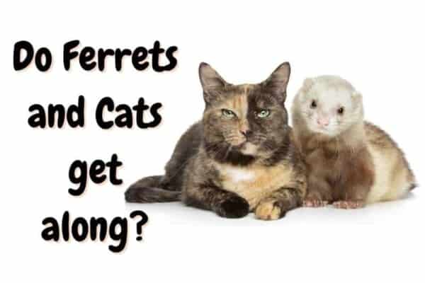 do ferrets and cats get along