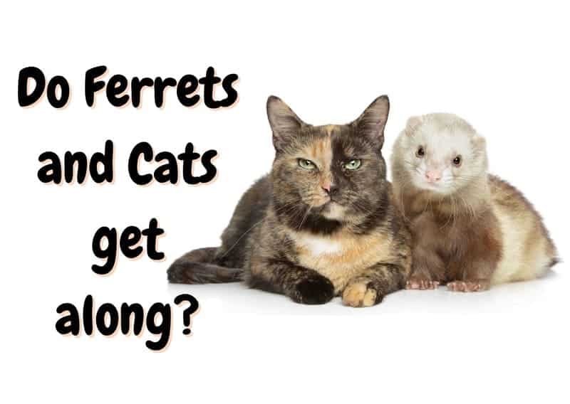 do ferrets and cats get along