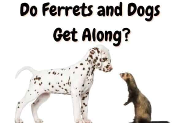 do ferrets and dogs get along