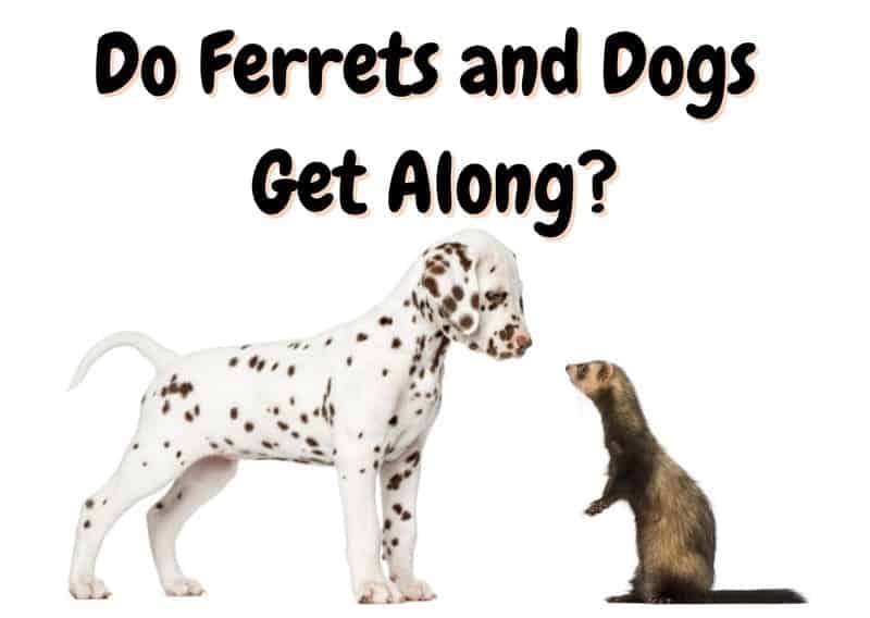 do ferrets and dogs get along