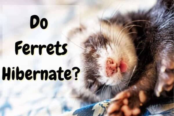 do ferrets hibernate