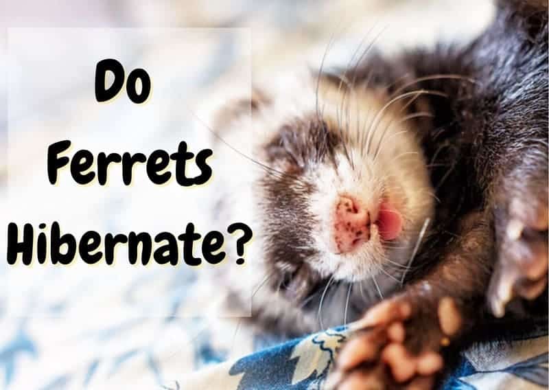 do ferrets hibernate