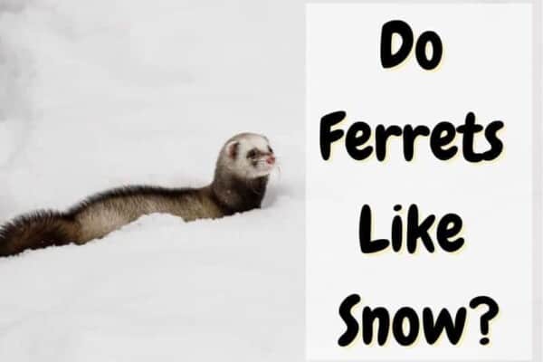 do ferrets like snow