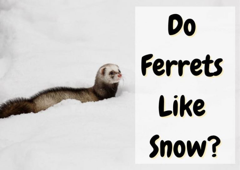 Do Ferrets Like Snow? (With Pictures and Videos) The Pet Savvy