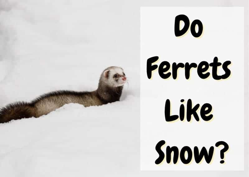 do ferrets like snow