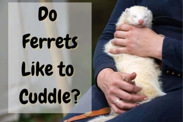 do ferrets like to cuddle