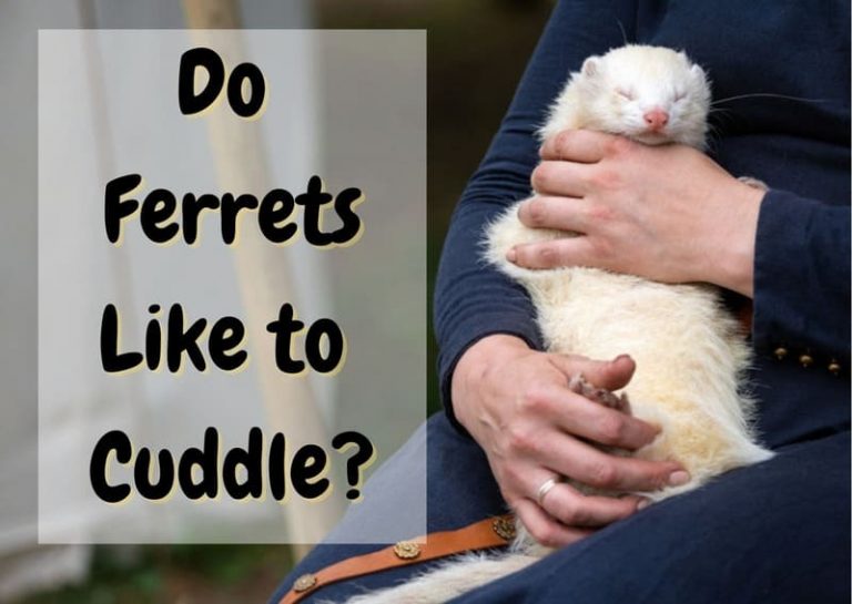 Do Ferrets Like To Cuddle? How Affectionate Are They? The Pet Savvy