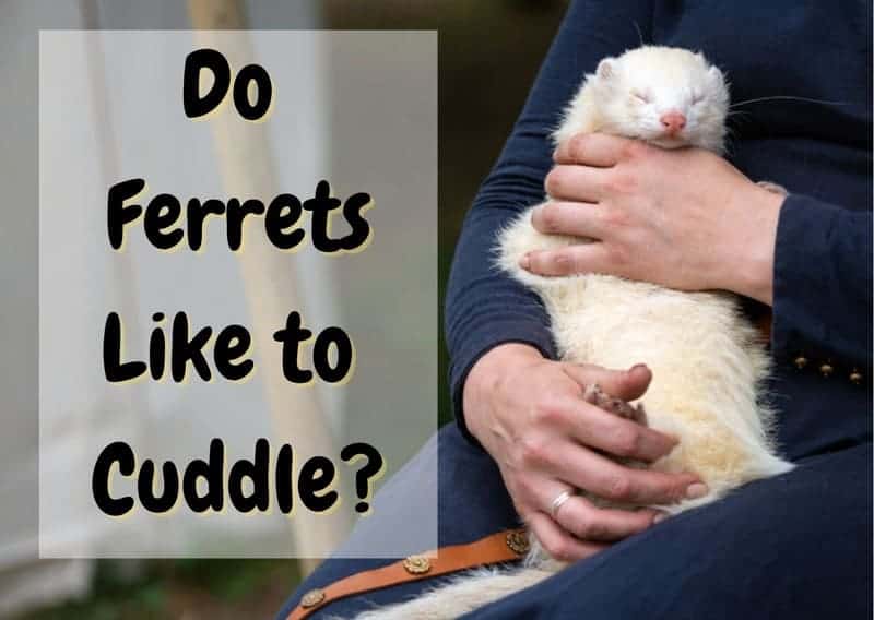 do ferrets like to cuddle