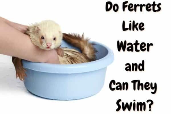 do ferrets like water can ferrets swim