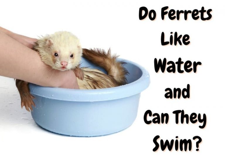Can Ferrets Swim and Do They Like Water? What You Should Know! The