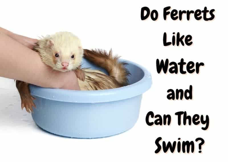 do ferrets like water can ferrets swim