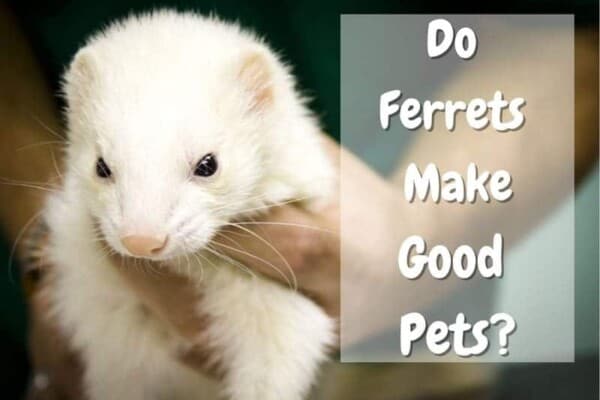 do ferrets make good pets