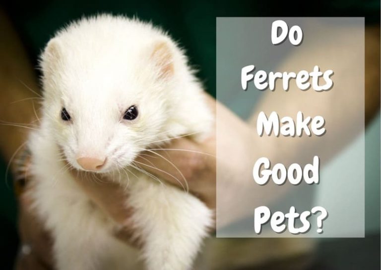 Are Ferrets Good Pets? Read This Before You Buy One! The Pet Savvy