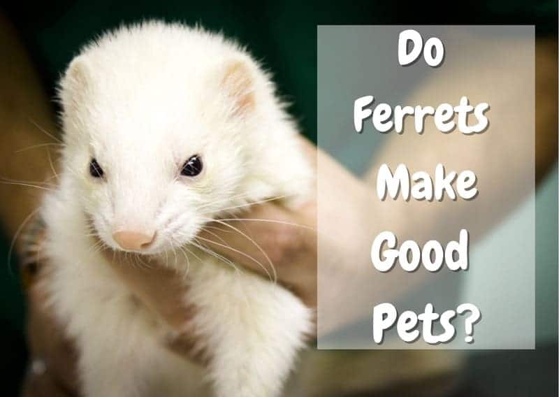 do ferrets make good pets