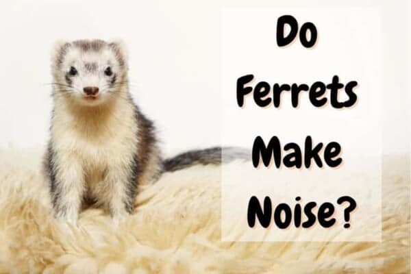 do ferrets make noise