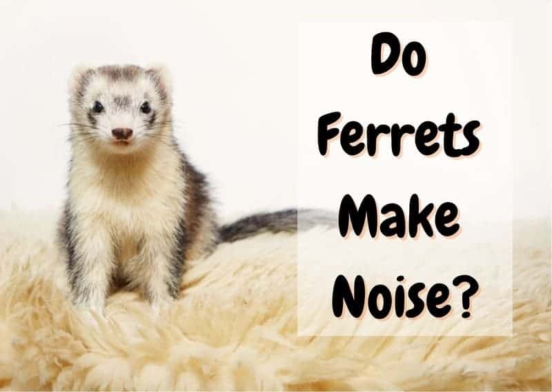 do ferrets make noise