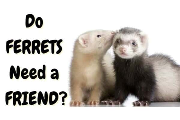 do ferrets need friends