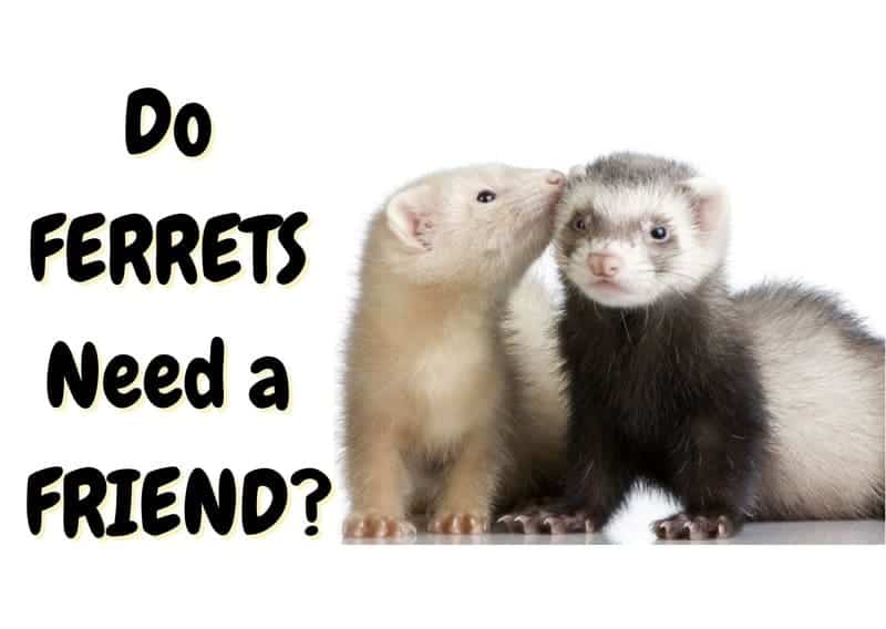 do ferrets need friends