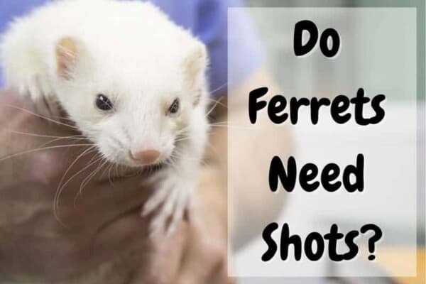 do ferrets need shots