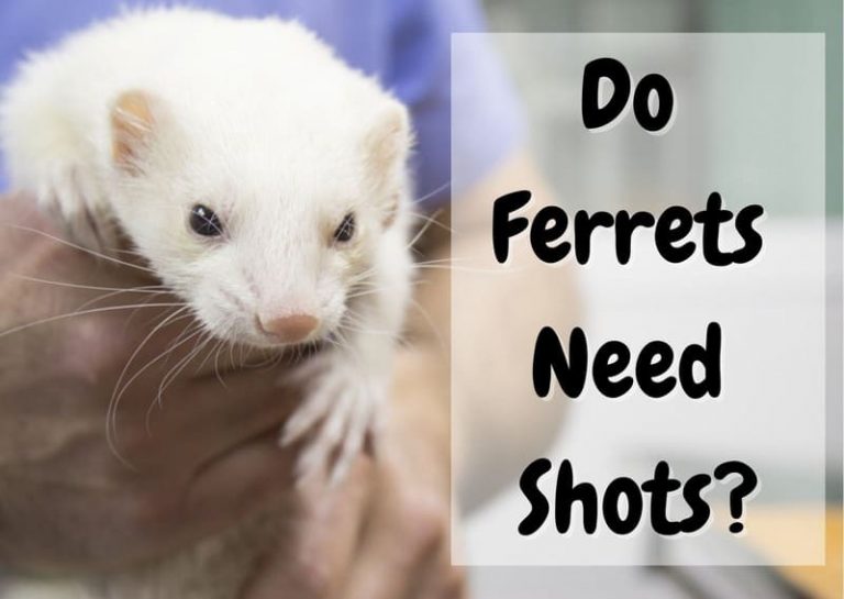 Do Ferrets Need Shots? Ferret Vaccinations Explained The Pet Savvy
