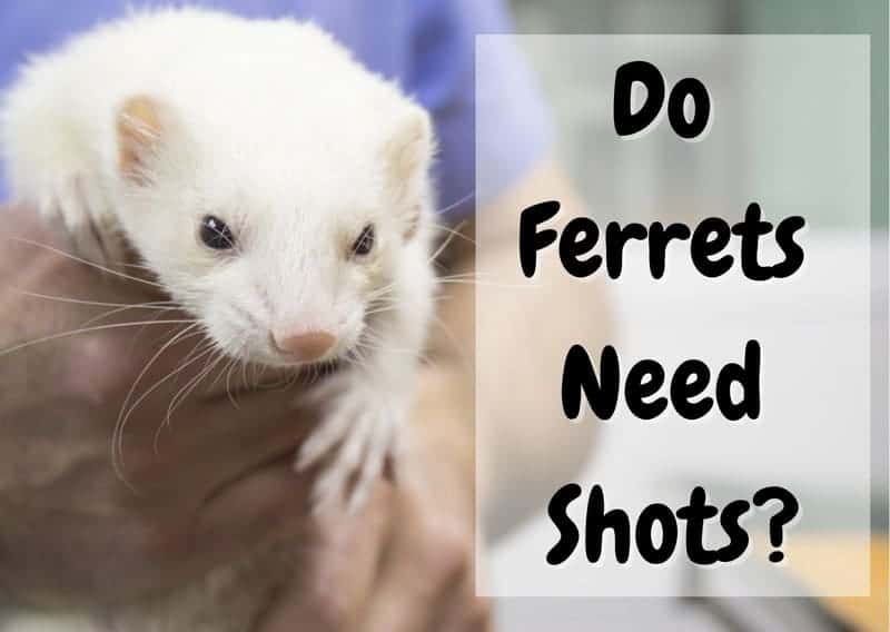 do ferrets need shots