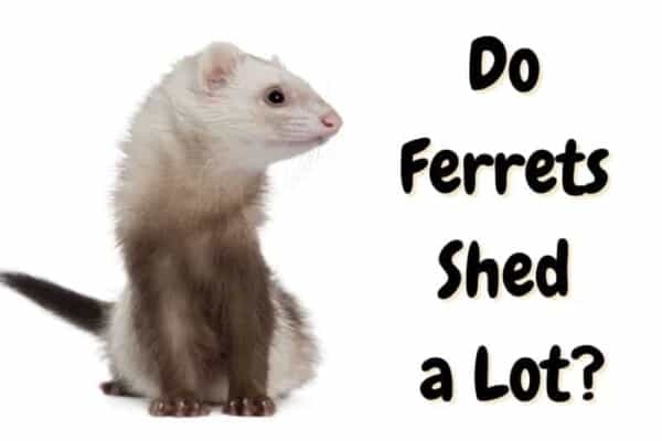 do ferrets shed a lot