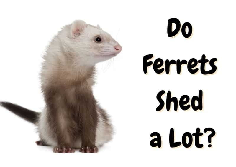 do ferrets shed a lot