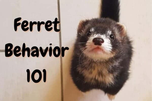 18 Ferret Behaviors and What They Mean