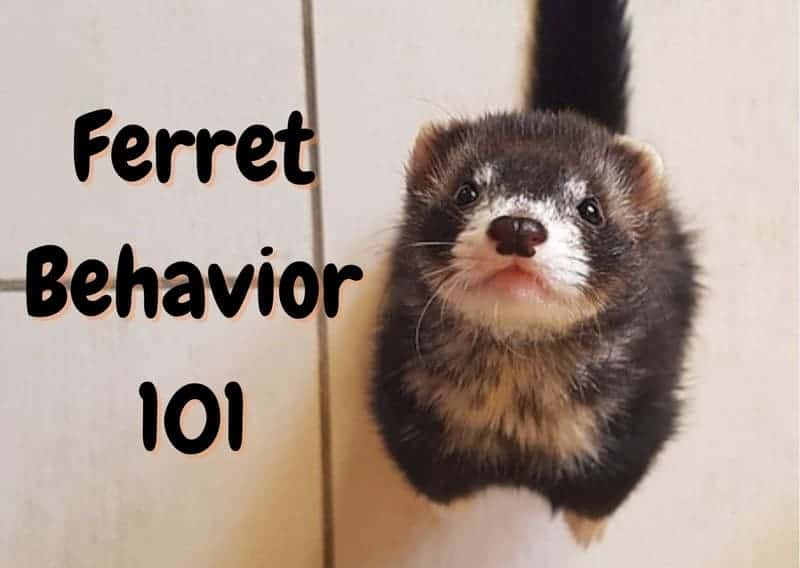 ferret behavior