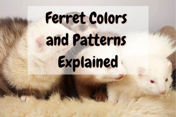 Ferret different colors and patterns